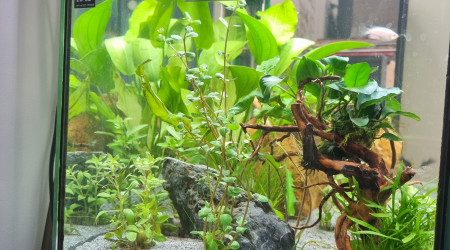 Ajout de plantes et une racine