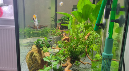 Ajoute plantes et une racine