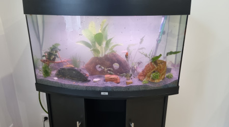 1ère mise en eau et ajout poissons existants