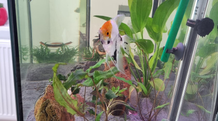 Helostoma temminkii "kissing gourami"  et Scalaire