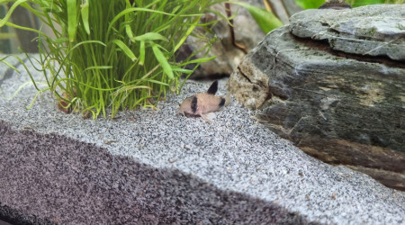 Corydoras Panda