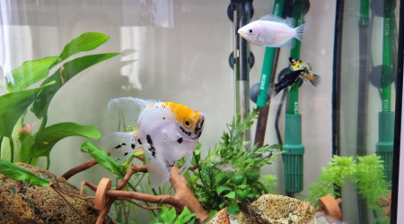 Scalaire, Mollys, Gourami Embrasseur