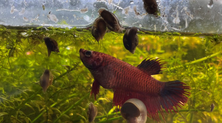 Pas si ordinaire que ça la femelle betta