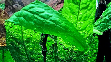 Microsorum pteropus narrow