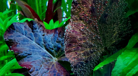 Nymphaea tiger lotus red