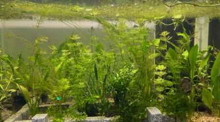 Evolution après deux semaines