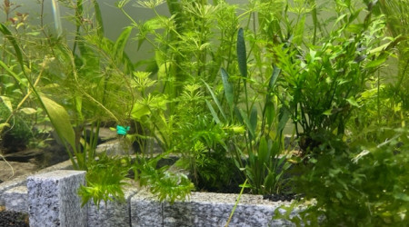 Evolution après deux semaines