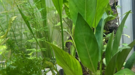 Evolution après deux semaines