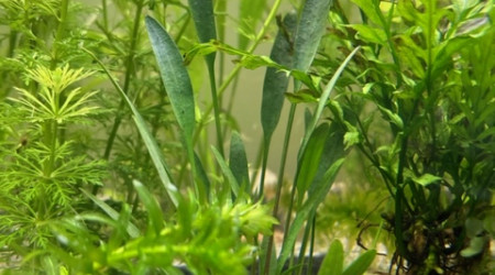 Evolution après deux semaines