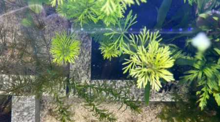 Evolution après deux semaines