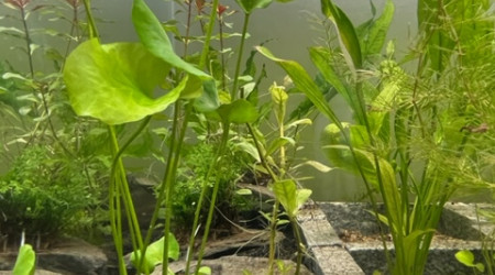 Evolution après deux semaines