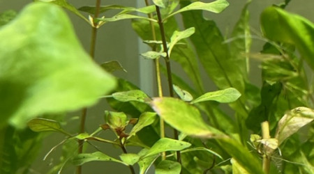 Evolution après deux semaines