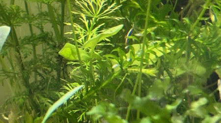 Evolution après deux semaines