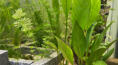 Evolution après deux semaines