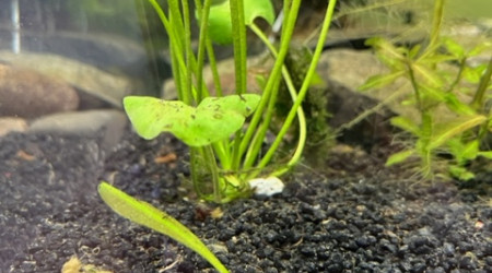 Evolution après deux semaines