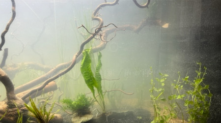 Nero - premières plantations (filtration provisoire)