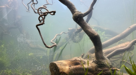 Nero - premières plantations (filtration provisoire)