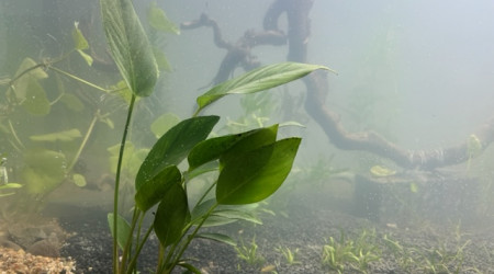 Nero - premières plantations (filtration provisoire)