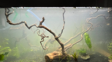 Nero - premières plantations (filtration provisoire)