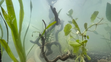 Nero - premières plantations (filtration provisoire)