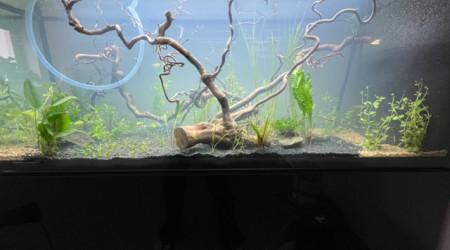 Nero - premières plantations (filtration provisoire)