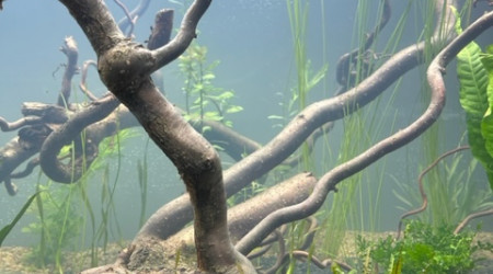 Nero - premières plantations (filtration provisoire)