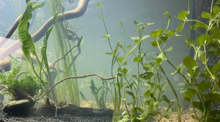 Nero - premières plantations (filtration provisoire)