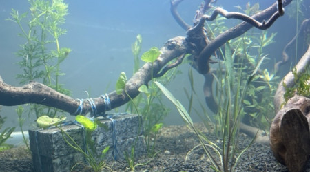 Nero - premières plantations (filtration provisoire)