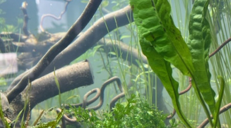 Nero - premières plantations (filtration provisoire)