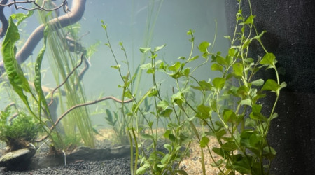 Nero - premières plantations (filtration provisoire)