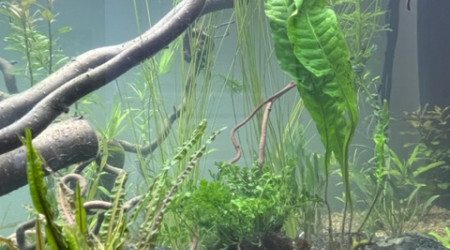 Nero - premières plantations après 48 h de filtration