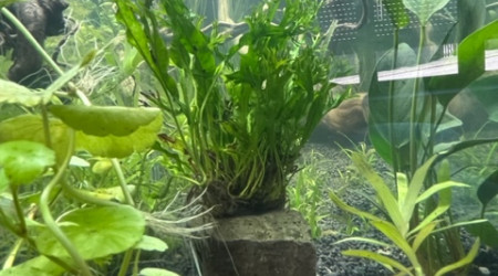 Nero - premières plantations après 48 h de filtration