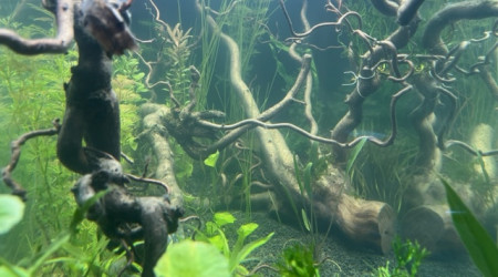 Nero - premières plantations après 48 h de filtration