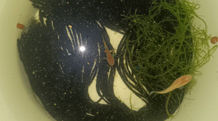 aquarium Seau 001 01 Couple Aphyosemion Striatum Ncolamvan GEMHS 00-33
