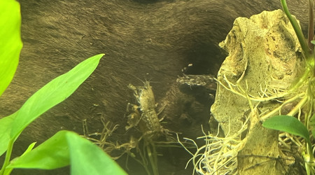 cambarellus diminutus