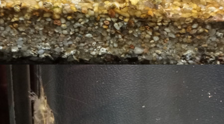 Retour de la femelle caridina