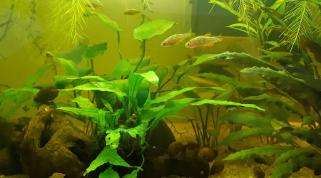 Arrivé de Microrasbora Galaxy