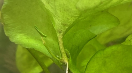 Nymphaea SP Taiwan (N. glandulifera) - Plante-fille après 4 semaines