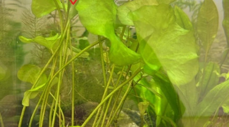 Nymphaea SP Taiwan (N. glandulifera) - Plante-fille après 4 semaines