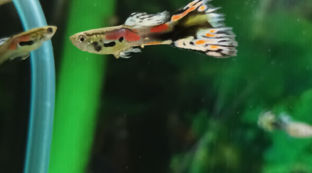 le voilà le vert Flo noir rouge orange rose tout les couleurs arc-en-ciel