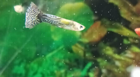 définitivement mort après avoir eu la queue voiles qui commençait à grignoter.