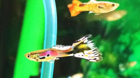 ça ira pour ce soir après je vais mettre quoi?