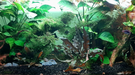 Je vous jure, il y a des poissons dedans.