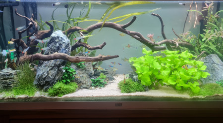 aquarium Aqua 1