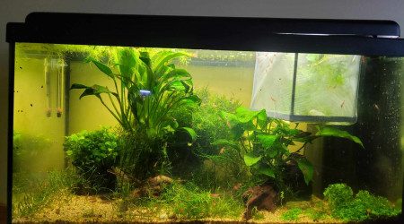 aquarium Aquarium 60l