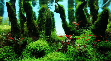 aquarium Forestscape