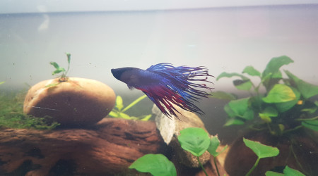 Sharko le combattant