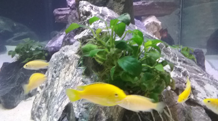 aquarium Cichlyde bac