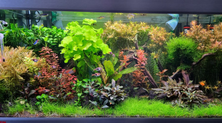 aquarium Eheim proxima 250