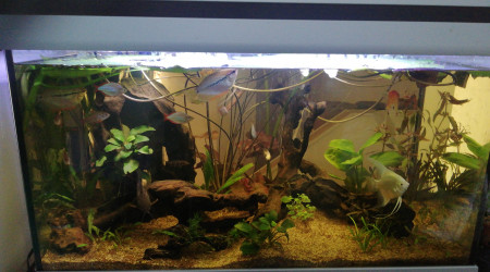 aquarium L  Amazonien